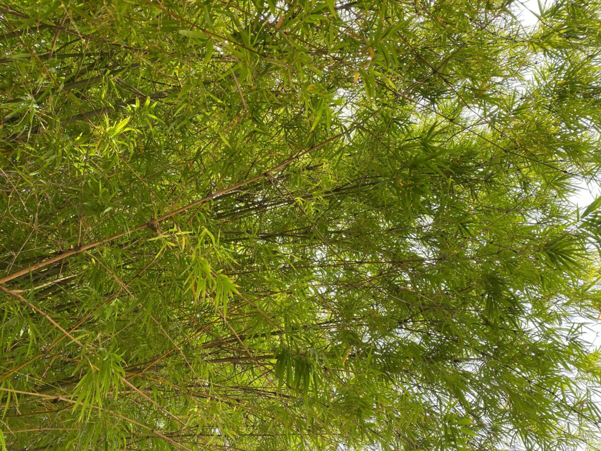 休息时在竹林下乘凉