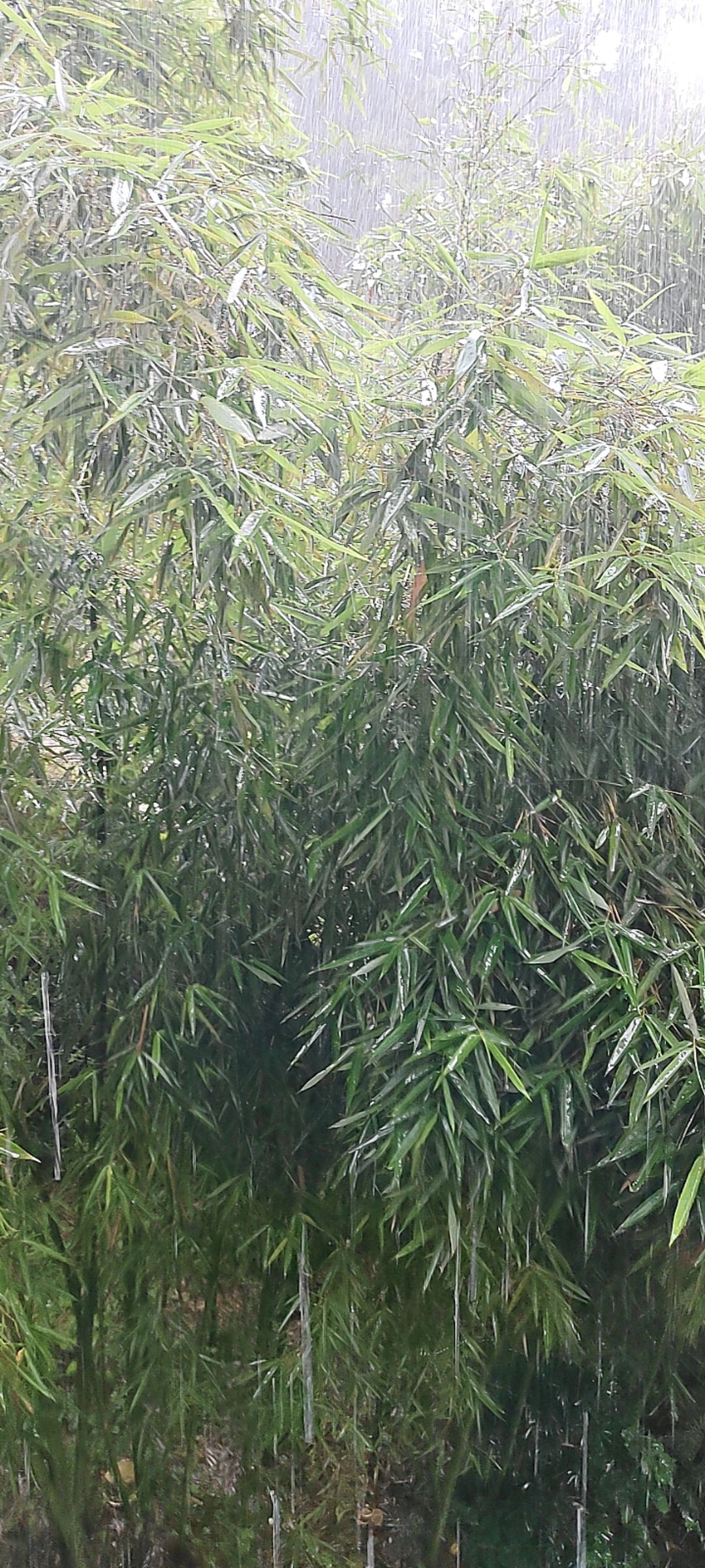 下雨天不能出去割草