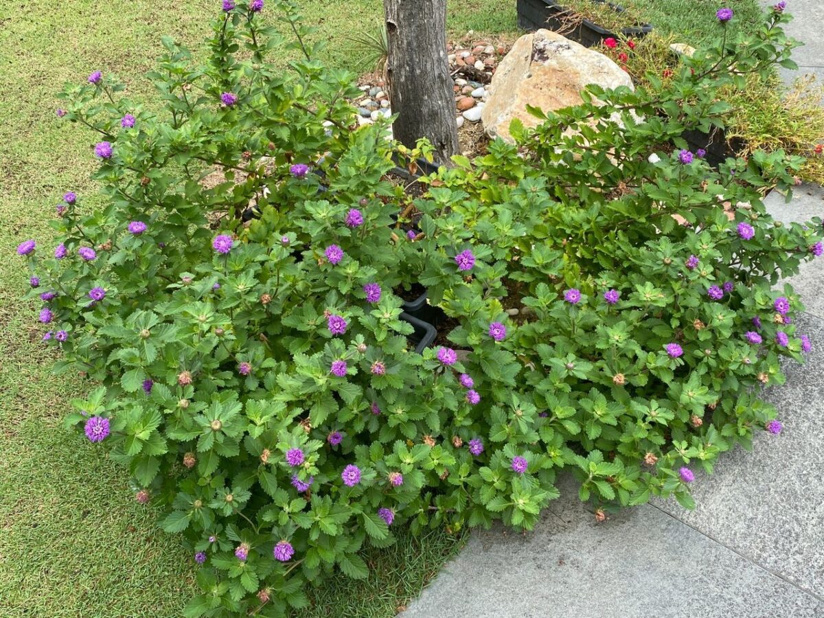 去村官的别墅除草