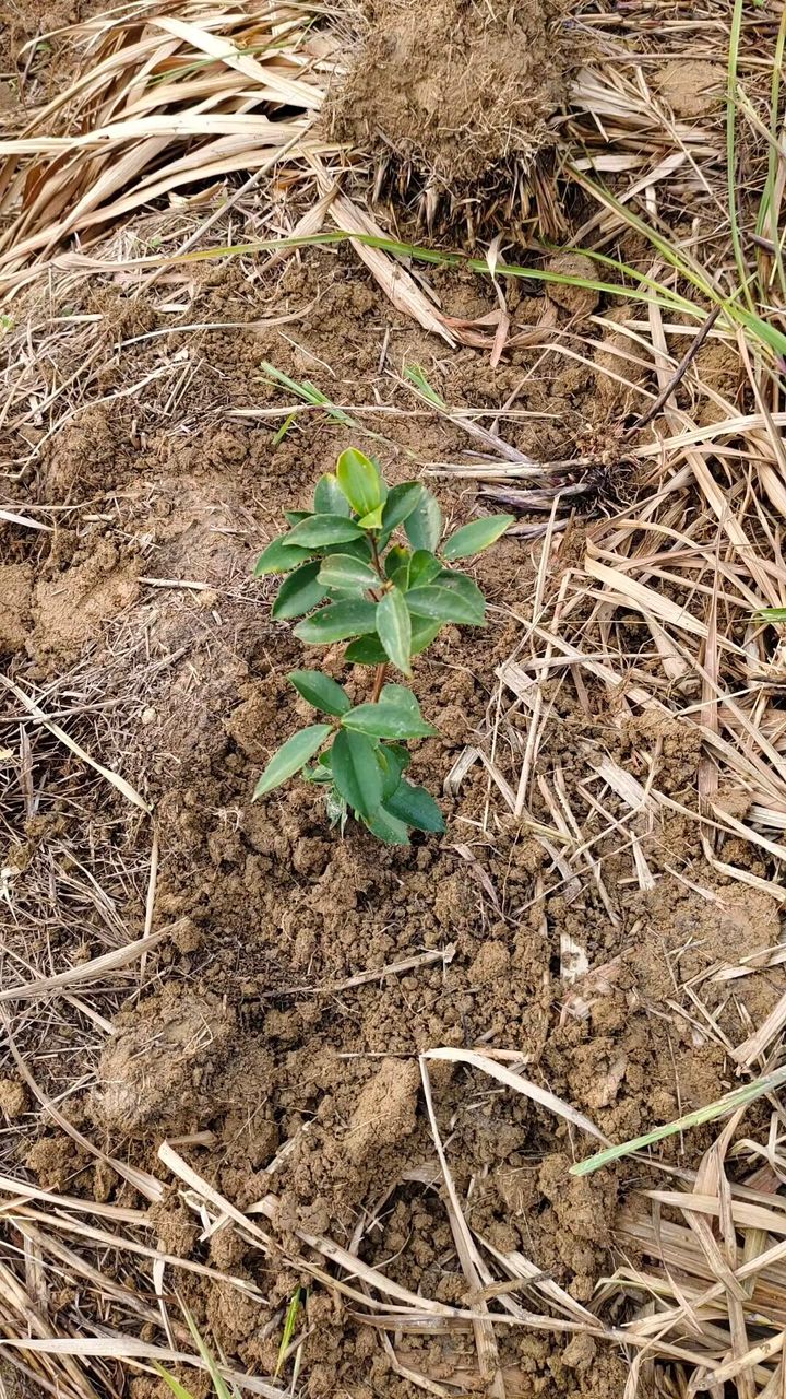 种下了十五棵小树