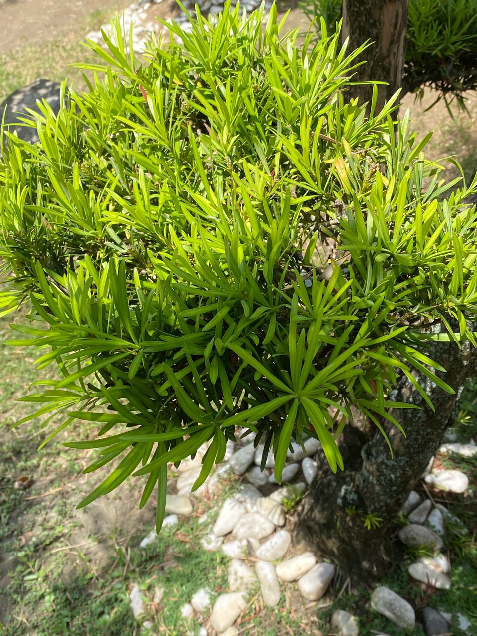 很像鸟窝的罗汉松