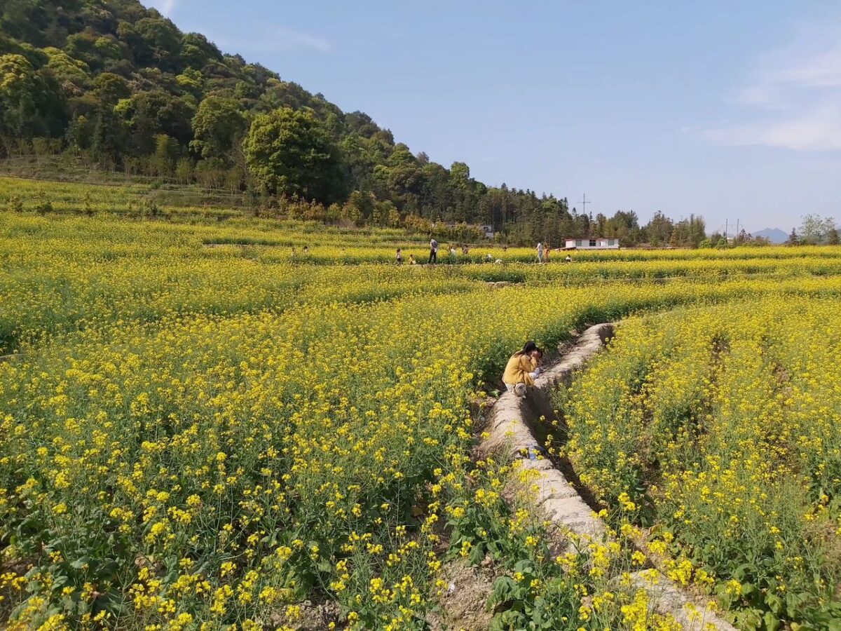 帮忙收割油菜花